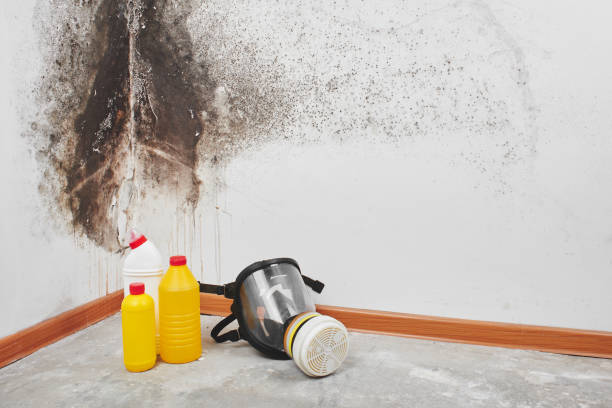 Mold Removal and Inspection in Fairhope, AL
