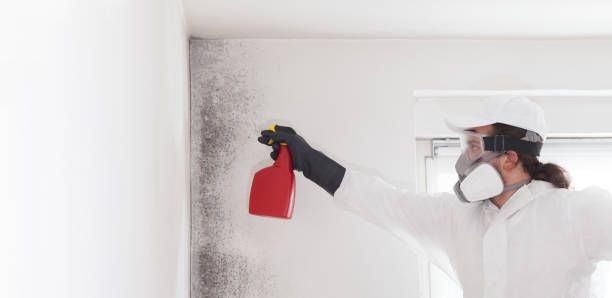 Fairhope, AL Mold Removal Company