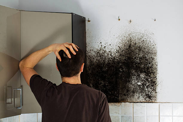 Attic Mold Removal in Fairhope, AL